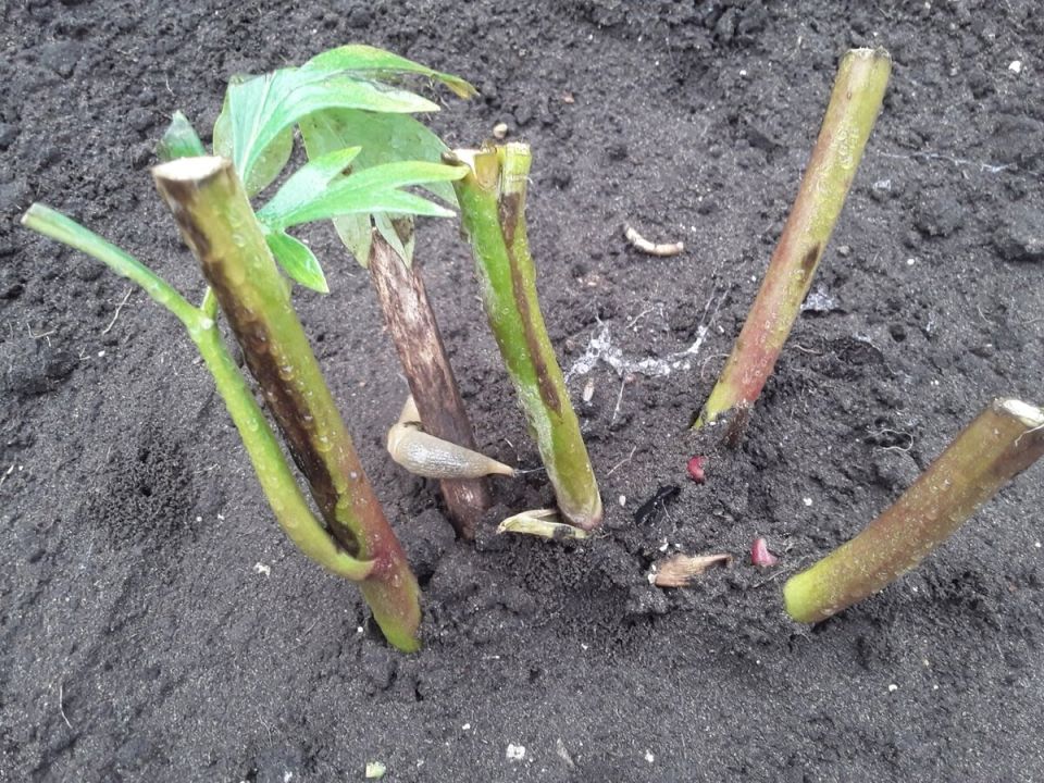 ������ ������ ���� �������� �����: ����������� ������ � ������� �����������