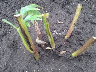 ������ ������ ���� �������� �����: ����������� ������ � ������� �����������