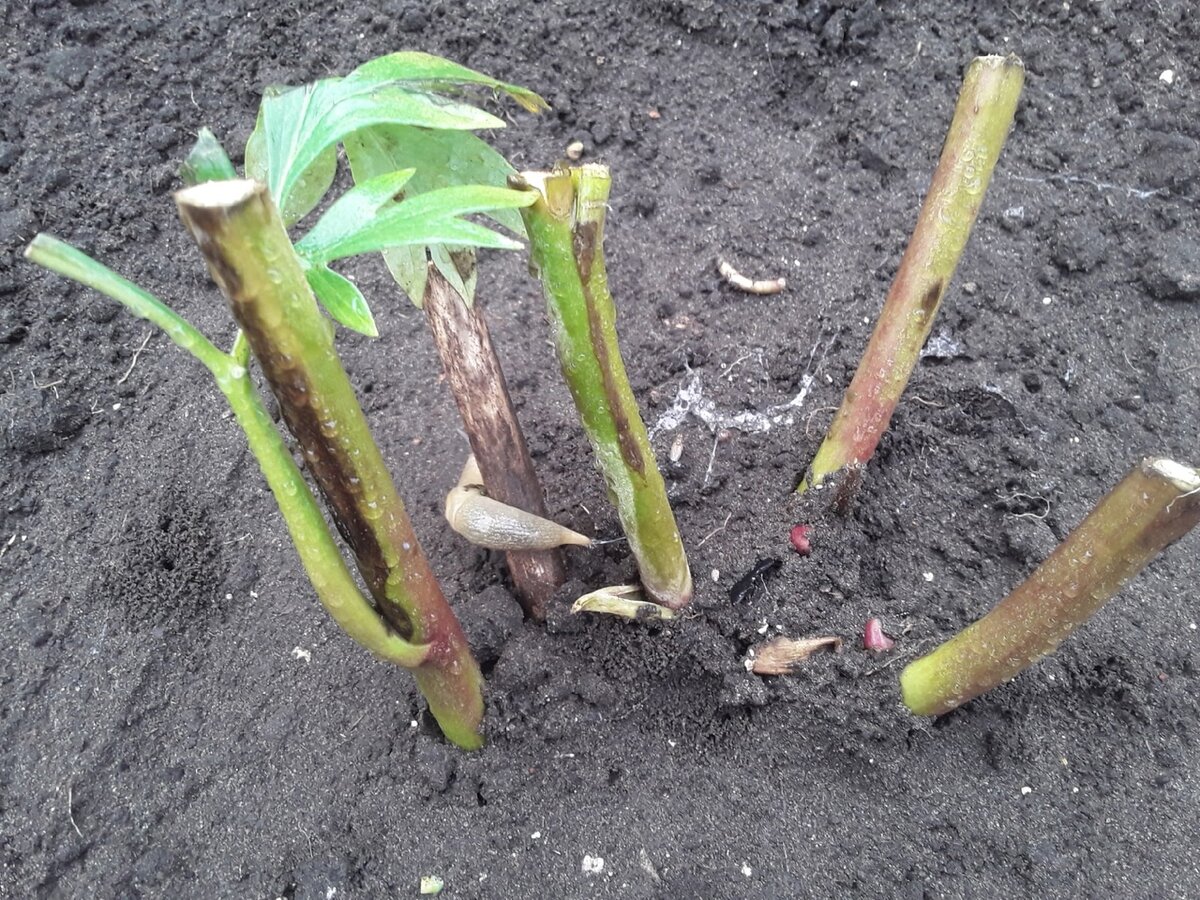 Почему весной дача вызывает страх: неожиданные морозы и садовые переживания