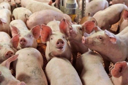 � ������� ���� �������� ��������� ������������ ���� �� 40%