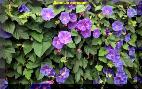 ��� �������� ����: ������������ ����� ��� ������ �������