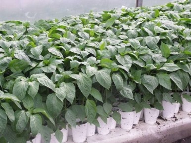 ������� ����: ��� �������� ������� ����� ��������� ������� ��������� ��� ��������