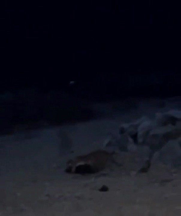 «Сука, собаку потащил!» В Приморье амурский тигр вышел в посёлок и напал на домашнего питомца