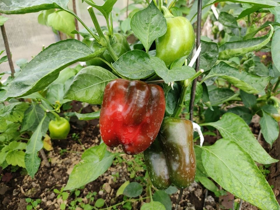 ������������ ����� ��� ������� ������ � ��������� ������: �������� ������� �������