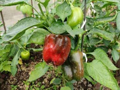 ������������ ����� ��� ������� ������ � ��������� ������: �������� ������� �������