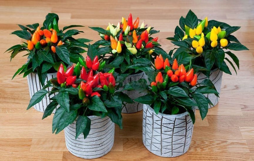 ����� � ��������: ��� ��������� ������������ ������ ����� ��� ������