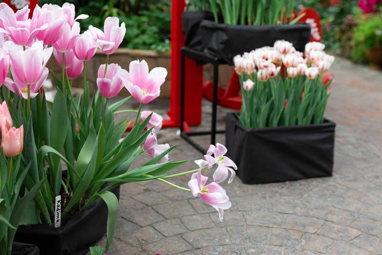 Пока за окном весна лишь по календарю, наш фотограф отыскала настоящий цветущий оазис Пока за окном весна лишь по календарю, наш фотограф отыскала настоящий цветущий оазис