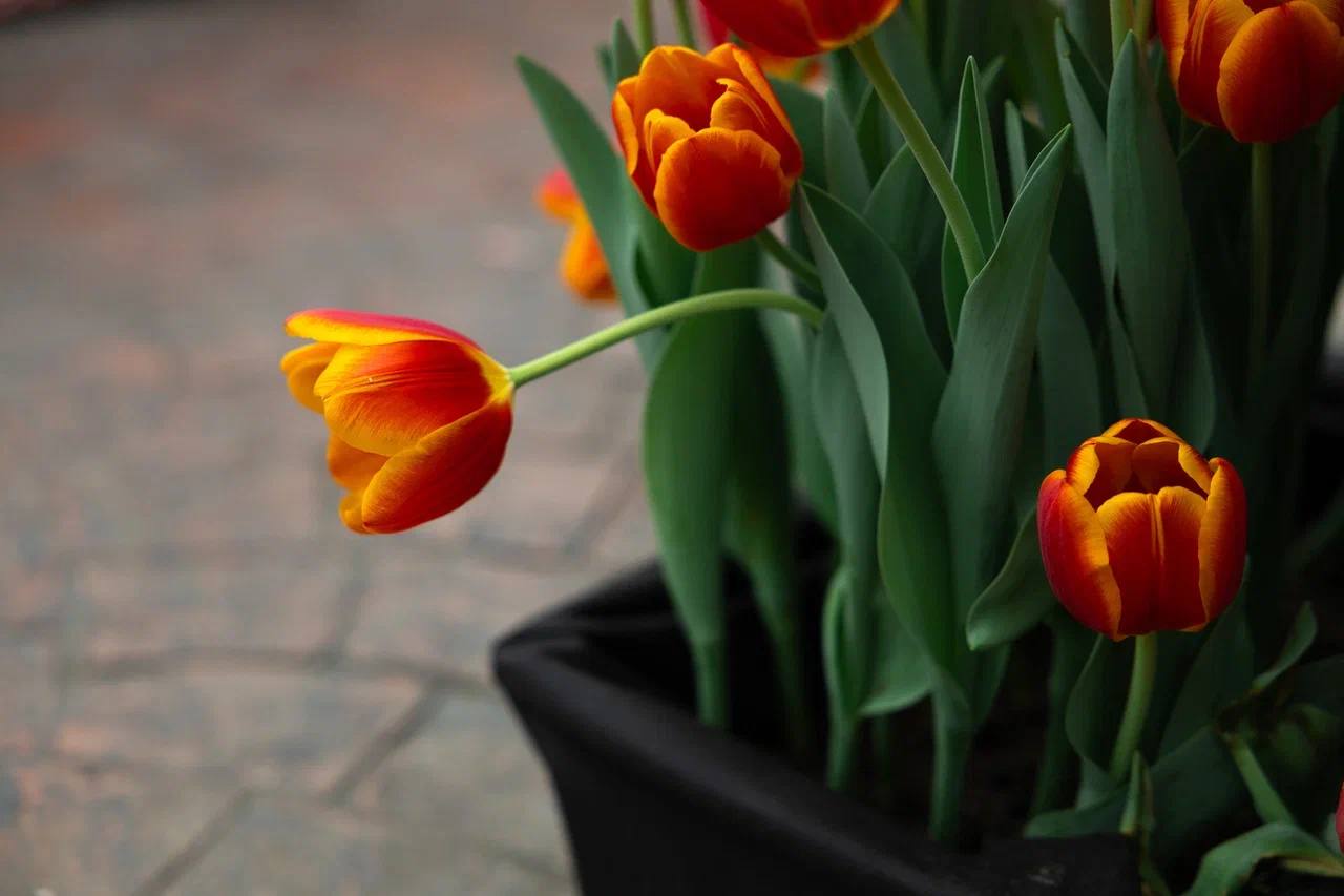 Пока за окном весна лишь по календарю, наш фотограф отыскала настоящий цветущий оазис Пока за окном весна лишь по календарю, наш фотограф отыскала настоящий цветущий оазис