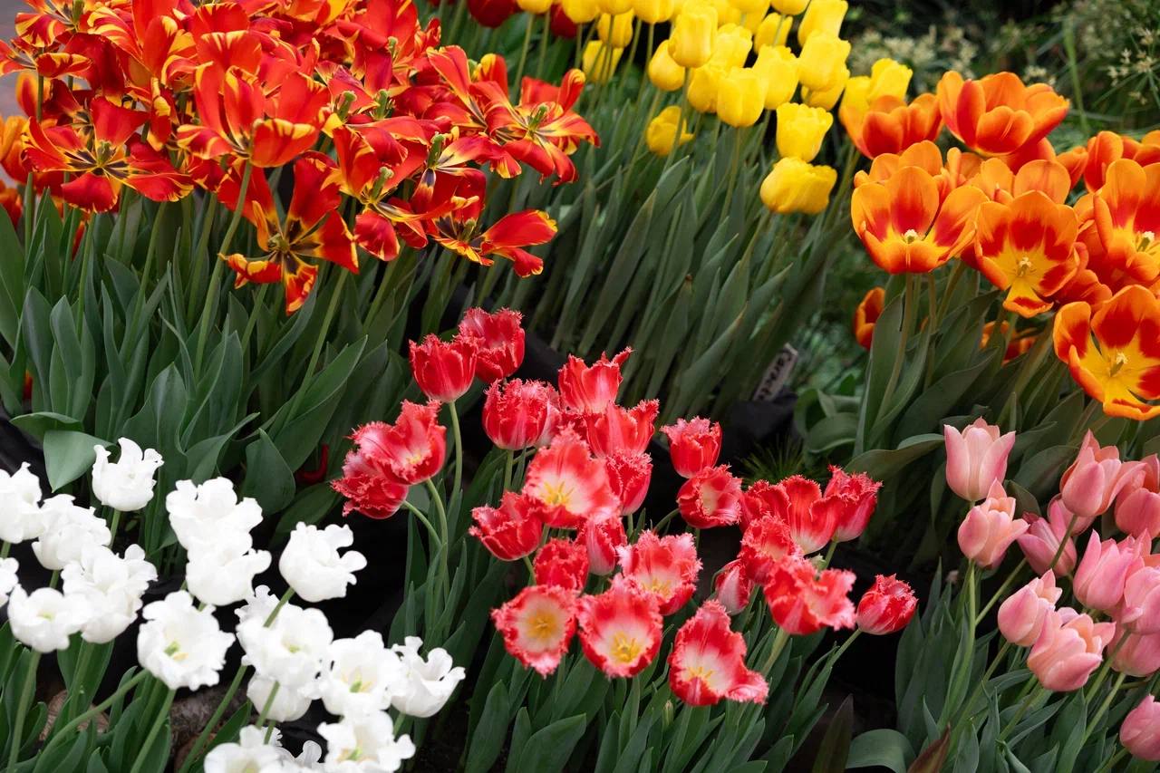 Пока за окном весна лишь по календарю, наш фотограф отыскала настоящий цветущий оазис Пока за окном весна лишь по календарю, наш фотограф отыскала настоящий цветущий оазис