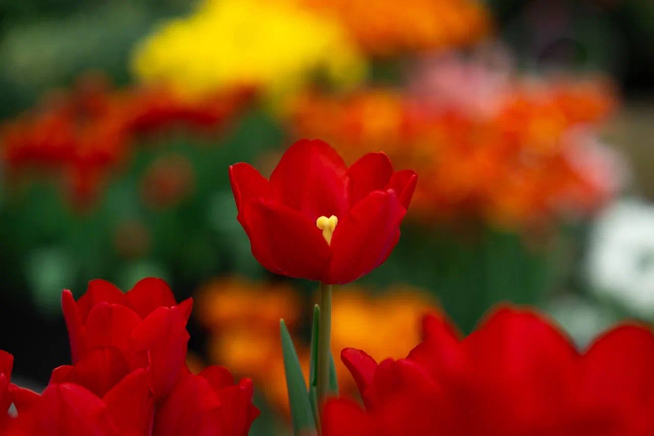 Пока за окном весна лишь по календарю, наш фотограф отыскала настоящий цветущий оазис Пока за окном весна лишь по календарю, наш фотограф отыскала настоящий цветущий оазис