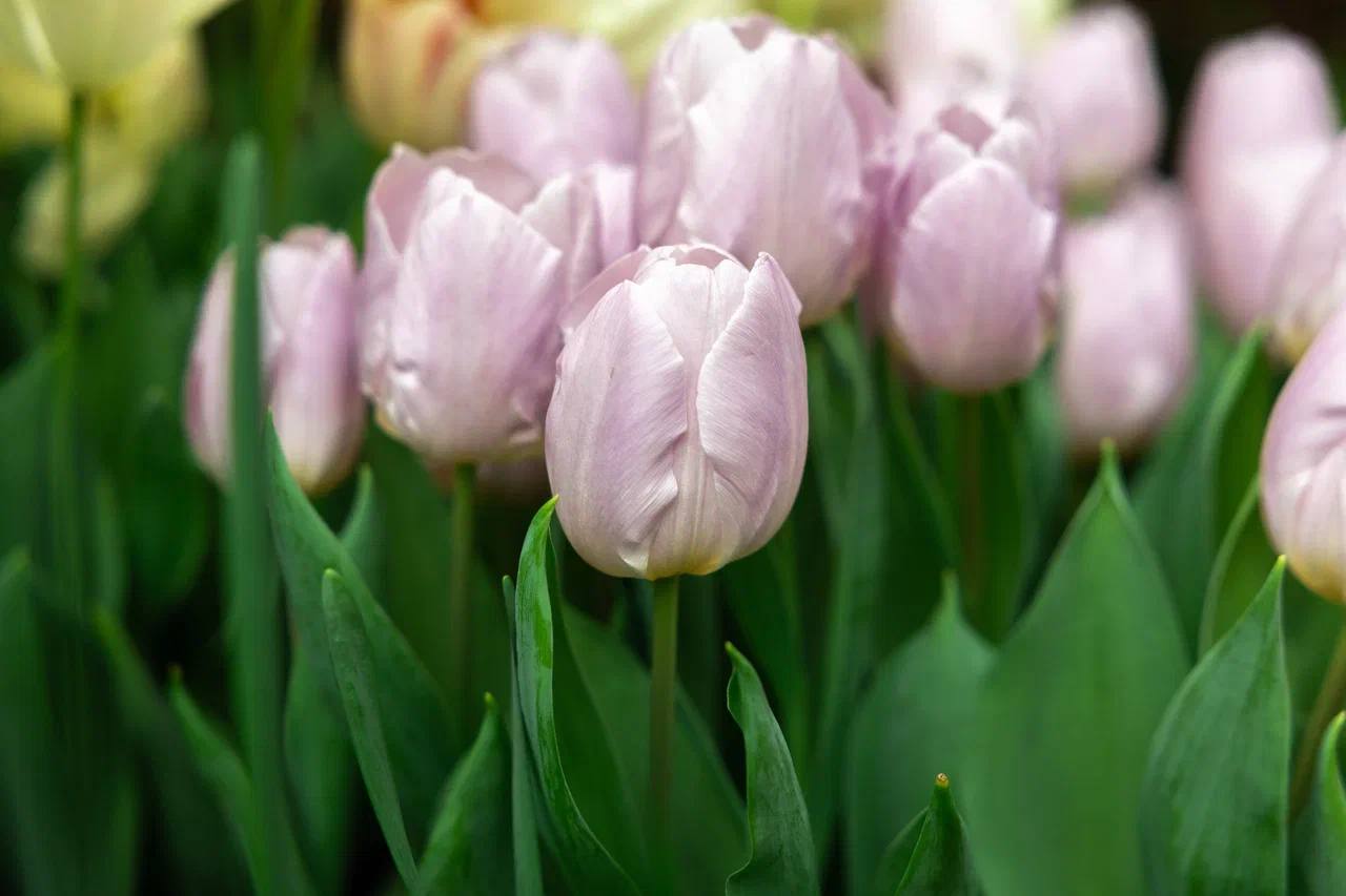 Пока за окном весна лишь по календарю, наш фотограф отыскала настоящий цветущий оазис Пока за окном весна лишь по календарю, наш фотограф отыскала настоящий цветущий оазис