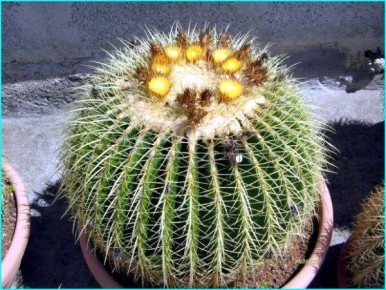 �����������: ��������� ��� ������� ���������