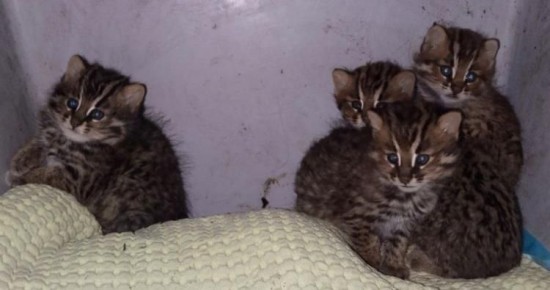 ����������� ������ ������������ ����� ���������� ���������� �� �������� ������ �������� ��������������� ������ �����