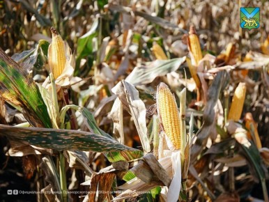 ������� ����� �� �������� ���� �������