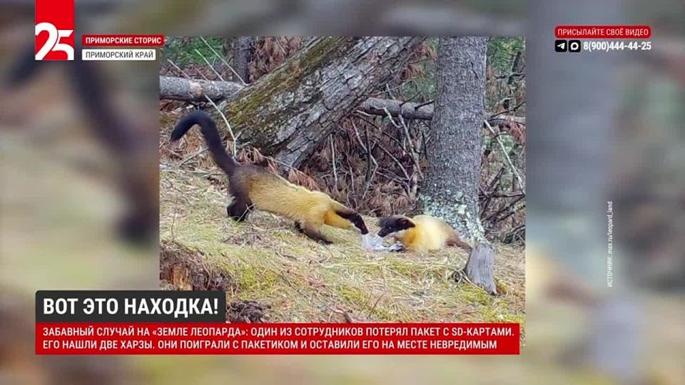 ��� ��� �������. �������� ������ �� ������ ��������: ���� �� ����������� ������� ����� � SD �������