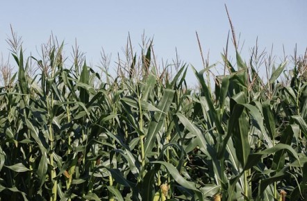 ���������� ���� ��������� � ������������� ���������� �������� �������� ��� ��������