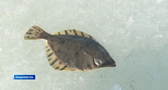 �� ��� �������� ������ ���������� �������� �� ���