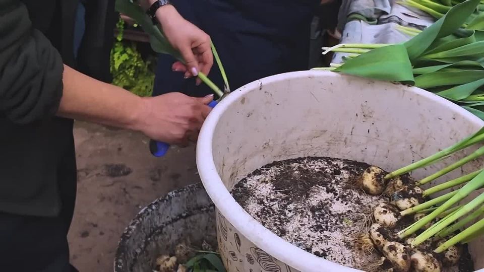 Предпраздничный спецвыпуск: от грядки до букета!