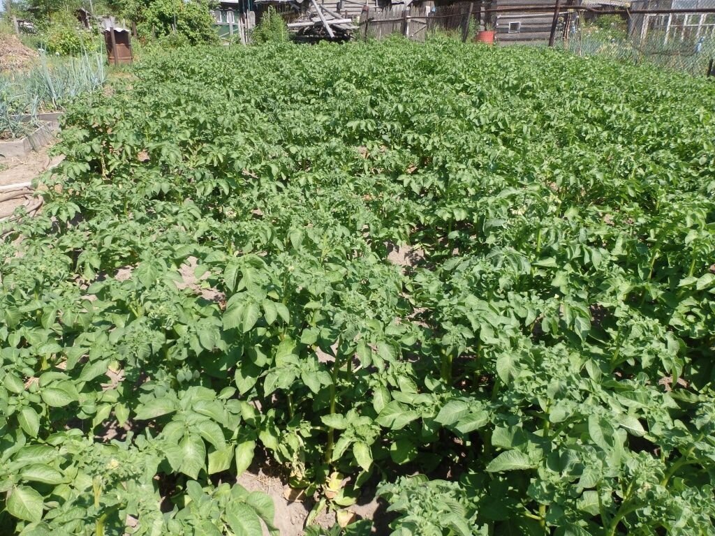 Картофель: секреты успешного выращивания в зависимости от региона