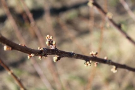 Как ухаживать за сливой весной: секреты для богатого урожая