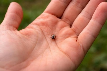 �� ������������, ������, ������ �������� ������� ����� ������