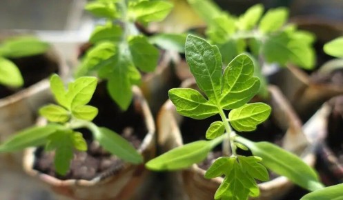 ������ ��� ��������� �������: ��� �������� ���������������� �����������