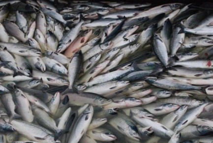 Три новых участка для разведения кеты создадут в Приморье