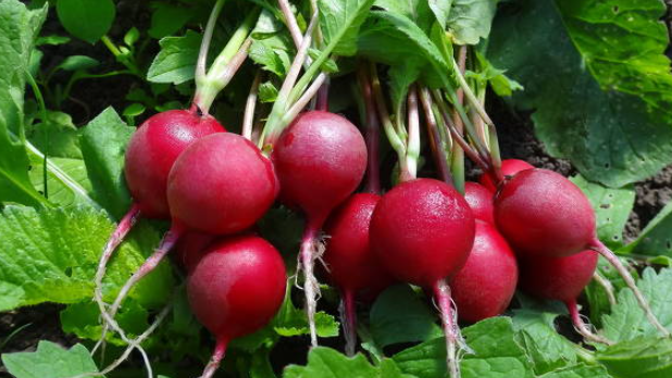 Как вырастить крупный редис в жару: 5 простых шагов для успешного урожая