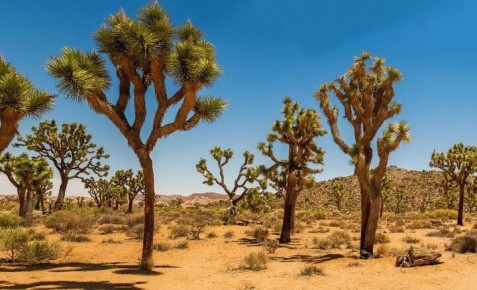 Невероятные деревья, которые вас поразят: часть 2