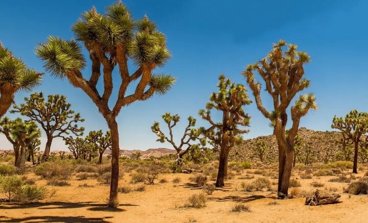 Невероятные деревья, которые вас поразят: часть 2