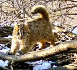Уникальное межвидовое взаимодействие, запечатленное впервые, стало настоящей сенсацией для ученых-биологов