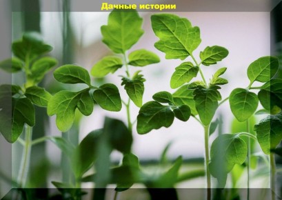 �������� ��� ��������� �����: ������, ������� ������ ��������� �������� ��� ��������