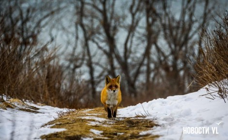 ������ ����, �����������. ����� �������� ������ ����