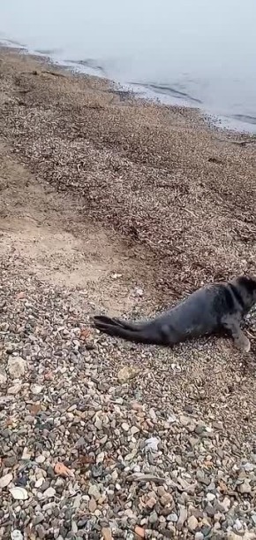 Малыша ларги обнаружили на побережье в Приморье