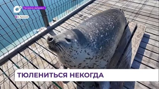 В Приморском океанариуме ларги сложа ласты не сидят