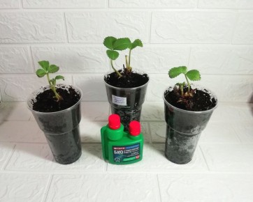 Успех после неудачи: клубника фриго прижилась благодаря стимуляторам