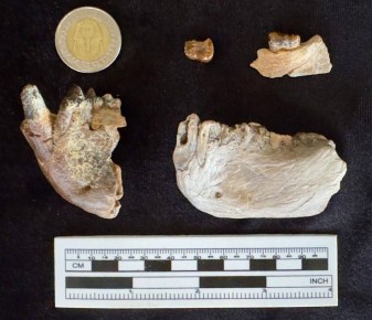 В Египте антропологи обнаружили останки неизвестного ранее рода человекообразных приматов (гоминид), возраст которых превышает примерный возраст останков гоминид, найденных в Восточной Африке