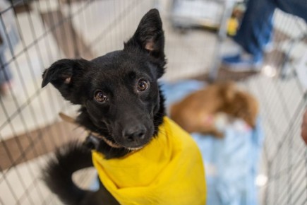 53 ЖИВОТНЫХ . НАШЛИ СВОИХ ЛЮБЯЩИХ ХОЗЯЕВ