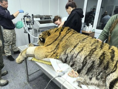 В полночь 28 марта в селе Минеральное Яковлевского округа сотрудники приморского охотнадзора изъяли конфликтного амурского тигра, который в зимой несколько раз охотился на собак в окрестностях населённого пункта