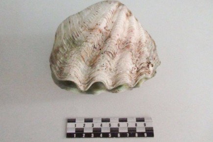 1 Россиянин нашел на пляже в Таиланде огромную раковину, но таможня изъяла ее при въезде в РФ