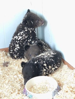 ���� ����������� �����-��������� ����� � ������� � ���������� ����