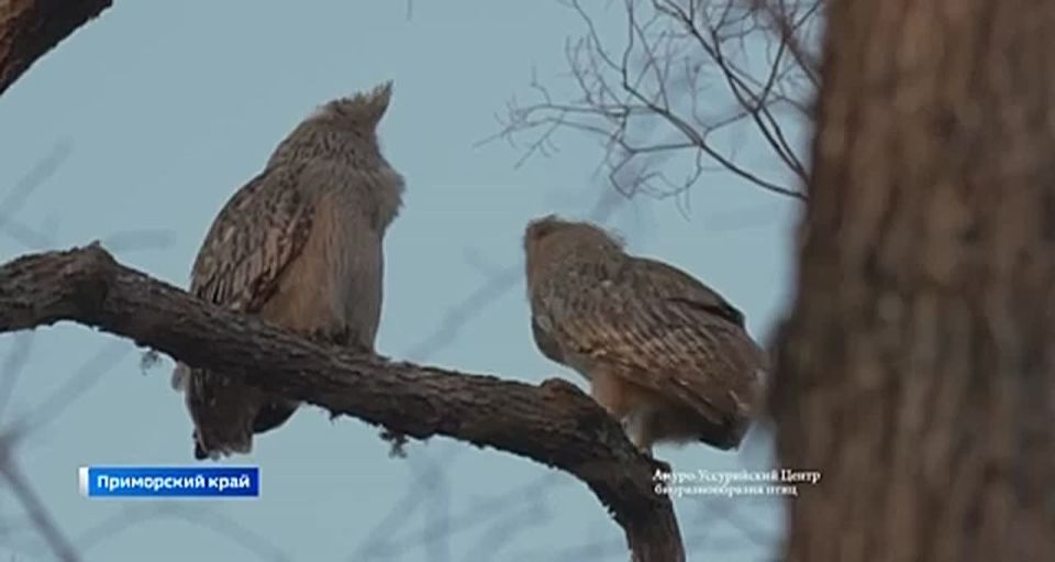 ������� ���������� ������������� ���� ����