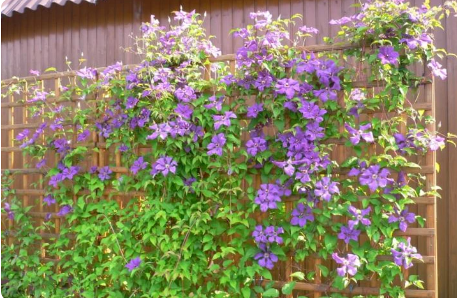 Нежные клематисы: секреты ухода и зимовки