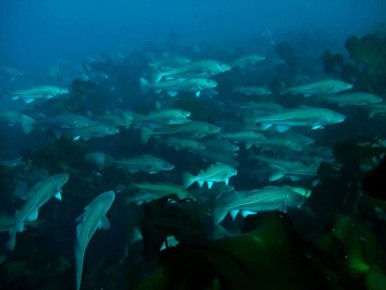 ������������ ������-2026: ��������������� ������ ������ ����� 850 ���