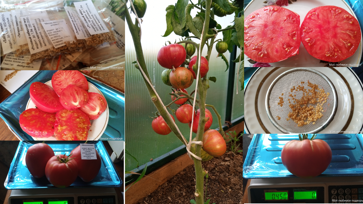 Как правильно собирать семена сортовых томатов