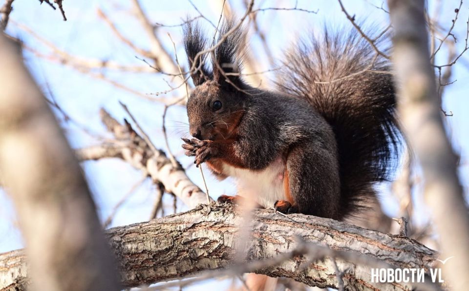 ������ ����, �����������. ���� ���������� ����������