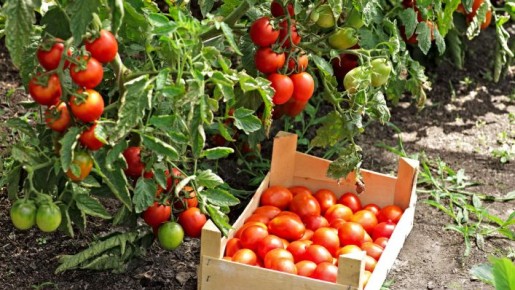 Как избавиться от рассады: секреты успешного безрассадного метода для овощей