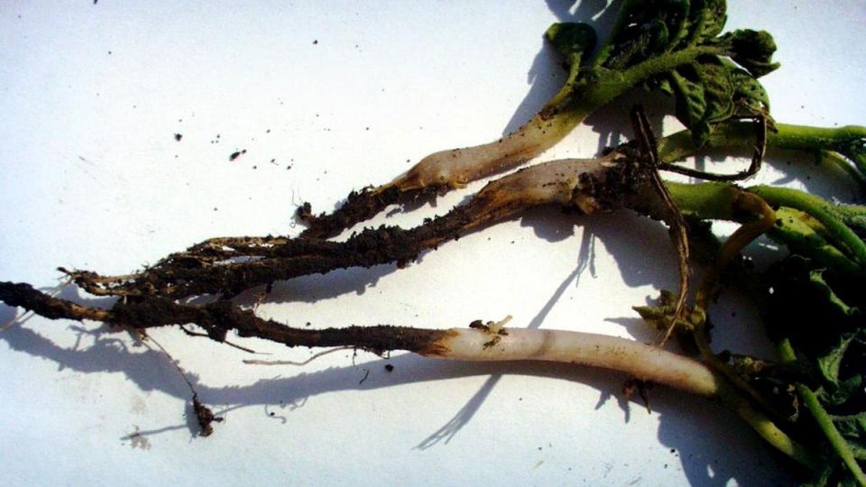 ��� �������� ������ ����� � �������: ������ ��� �����