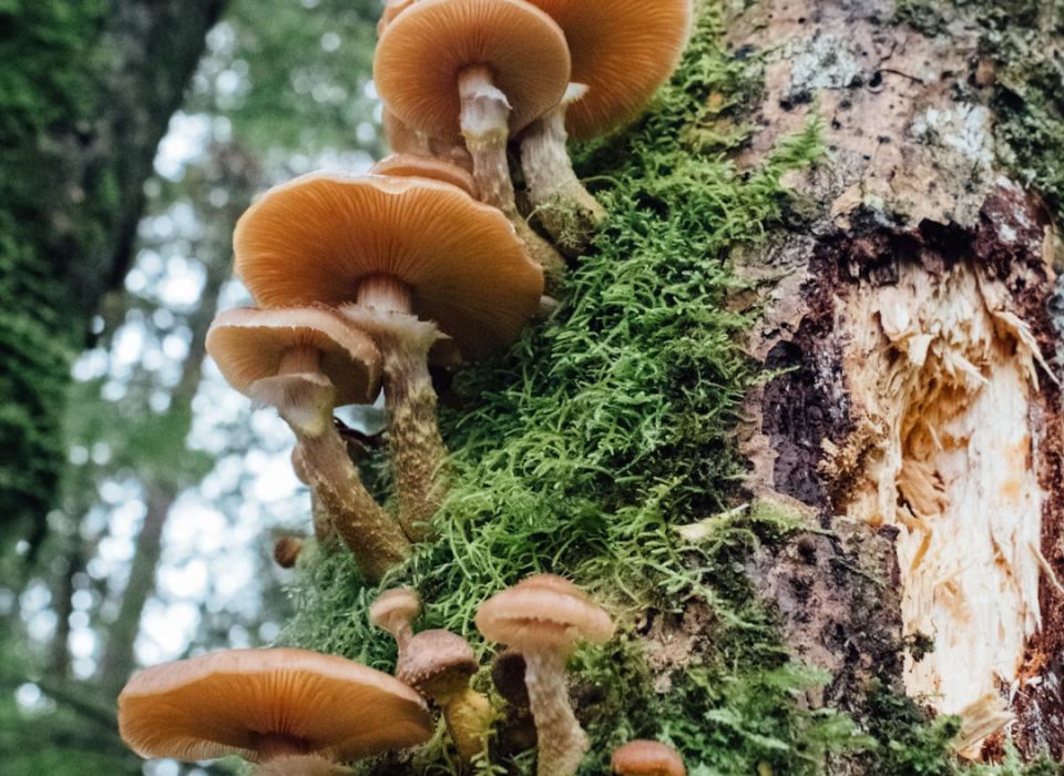 ����� �� �����: ������� ������� � �������, ������� ������� ����