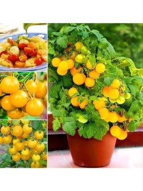 Томат «Балкони Елоу»: яркое решение для вашего балкона